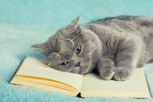 猫 読書